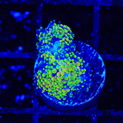 Rainbow Ricordea Coral