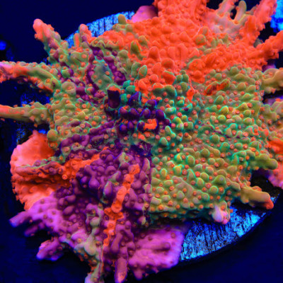 TSA Fruit Swirl Tricolor Grafted Montipora Setosa
