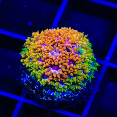TSA Laffy Taffy Goniopora Coral