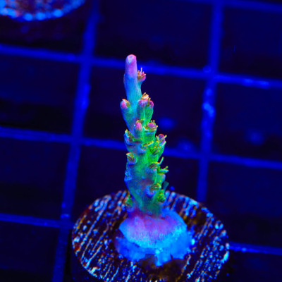 Vivid's Confetti Acropora Coral