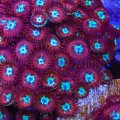 Frosted Phoenix Zoanthids
