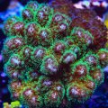 Green Pocillopora