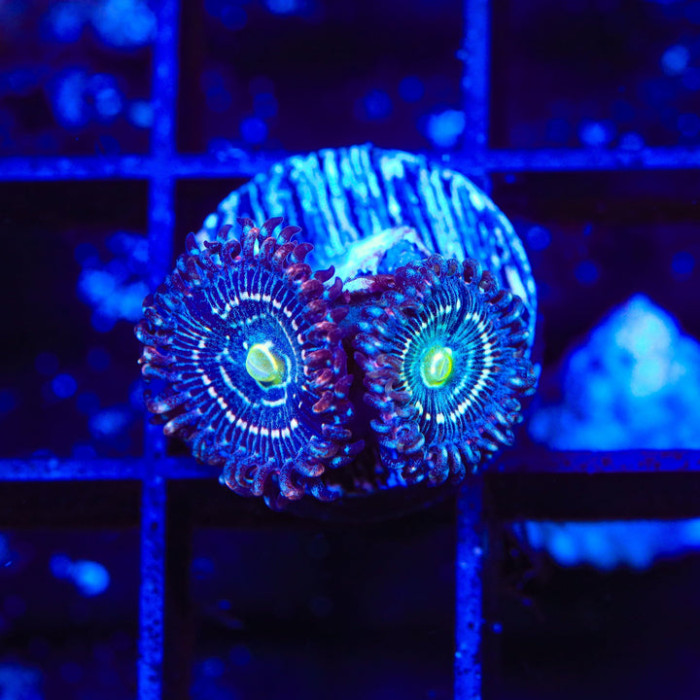 Blue Lagoon Zoanthid
