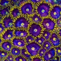 Galactic Burst Zoa
