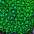 Radioactive Dragon Eyes Zoanthid