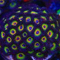 WWC Bob Marley Zoanthids
