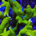 Nuclear Green Montipora Digitata
