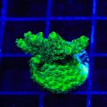 Green Planet Acropora