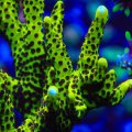 Slimeball Spongodes Montipora