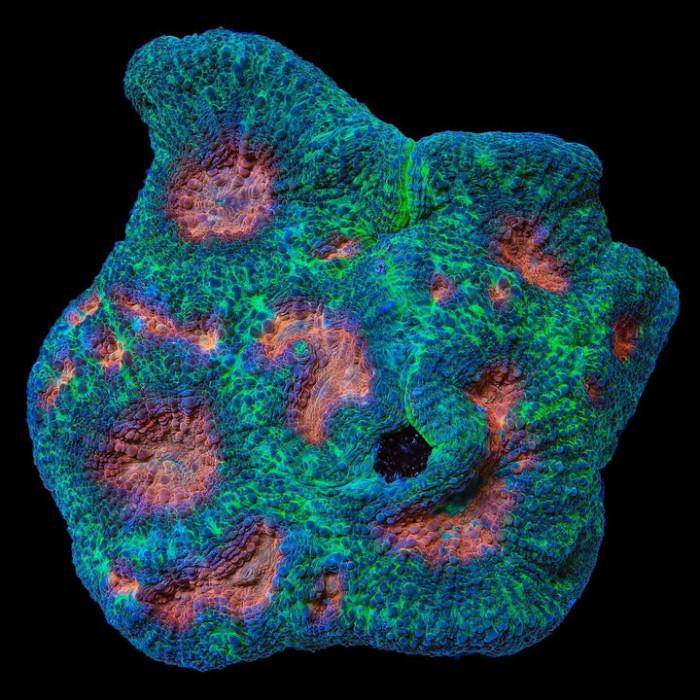 Acanthastrea