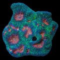 Acanthastrea