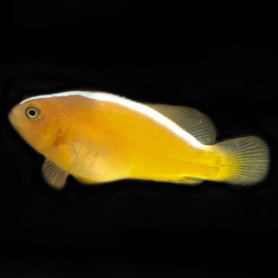 Pink Skunk Clownfish