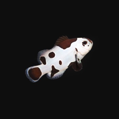 Black Storm Clownfish