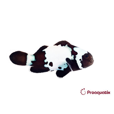 Black Snowflake Clownfish Proaquatix (Friday Delivery)