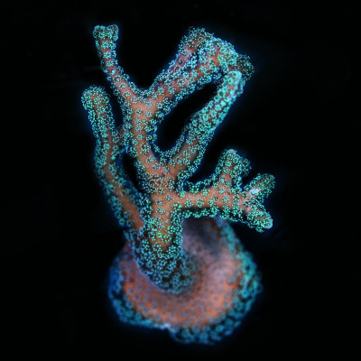 Biota Green Birdsnest Coral frag