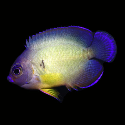 WYSIWYG captive bred Aberrant Coral Beauty Angelfish 5