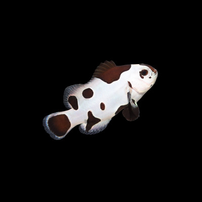 Black Storm Clownfish