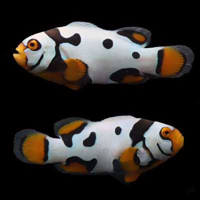 WYSIWYG Bali captive bred Black Helmet Picasso Clownfish Pair 2