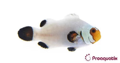 Wyoming White Clownfish Proaquatix (Friday Delivery)