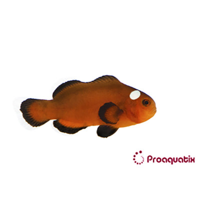 Mocha Domino Clownfish Proaquatix (Friday Delivery)