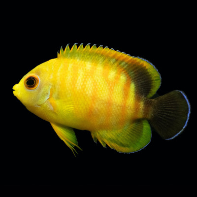 WYSIWYG captive bred Tigerpyge Angelfish
