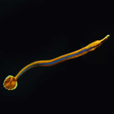 Captive Bred Bluestripe Pipefish