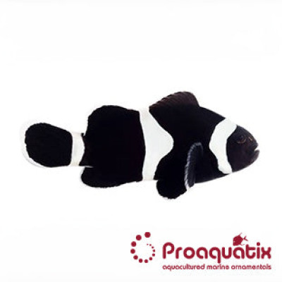 Darwin Clownfish Proaquatix