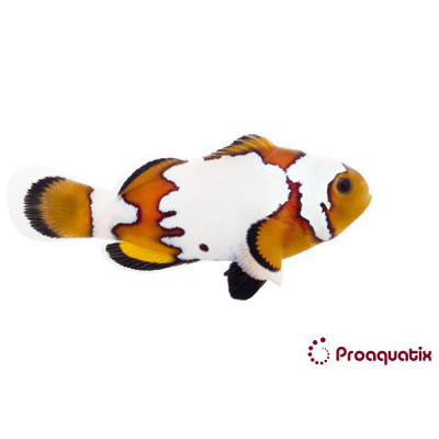 Snowflake Clownfish Proaquatix