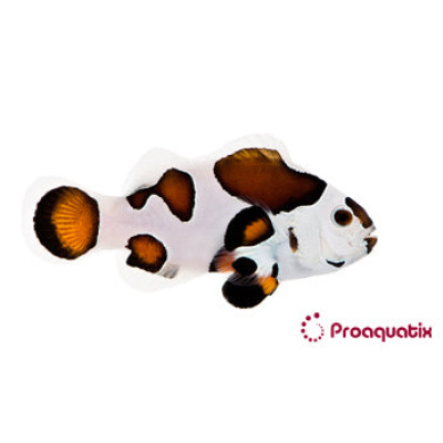 Mocha Storm Clownfish Proaquatix (Friday Delivery)