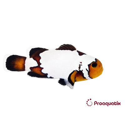 Premium Blacker Ice Clownfish Proaquatix (Friday Delivery)
