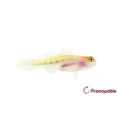 Red Head Goby Proaquatix (Friday Delivery)