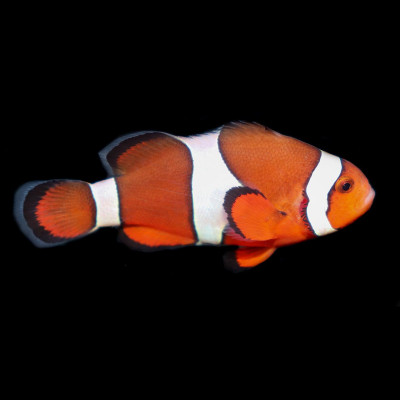 Orange Ocellaris Clownfish