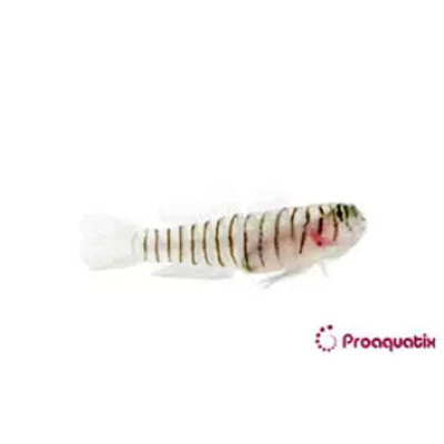 Tiger Goby Proaquatix (Friday Delivery)