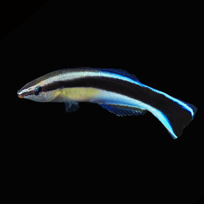 Blue Streak Cleaner Wrasse