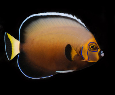 Conspicuous Angelfish