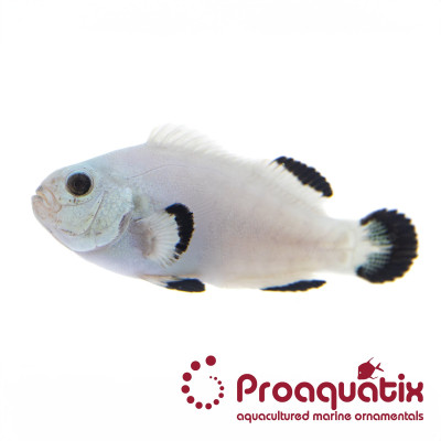 Snow Storm Clownfish Proaquatix