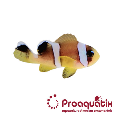 Bicinctus Clownfish Proaquatix (Friday Delivery)
