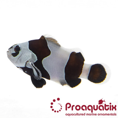 Black Semi-Storm Clownfish Proaquatix (Friday Delivery)