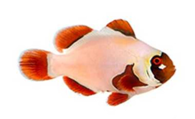 Gold Nugget Maroon Clownfish Proaquatix (Friday Delivery)