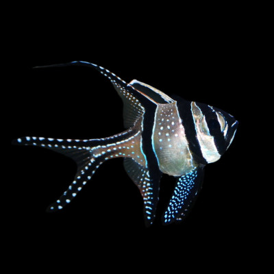 Banggai Cardinalfish