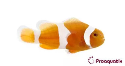 Tangerine Albino Clownfish Proaquatix (Friday Delivery)