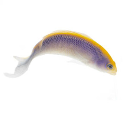 Sunrise Dottyback (Proaquatix) - Friday Delivery