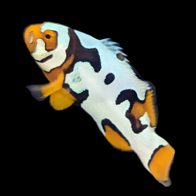 Black Helmet Picasso Clownfish