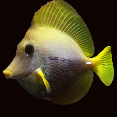 WYSIWYG Bali captive bred Yurple Tang 2