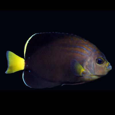 Maze Angelfish