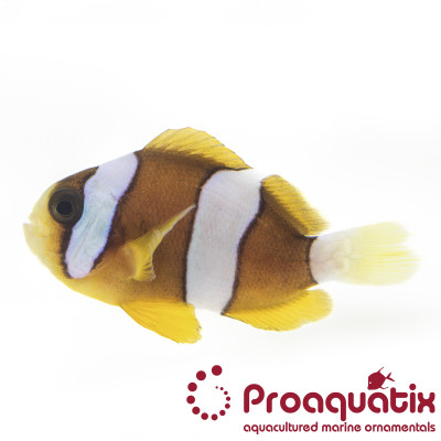 Clarkii Clownfish Proaquatix