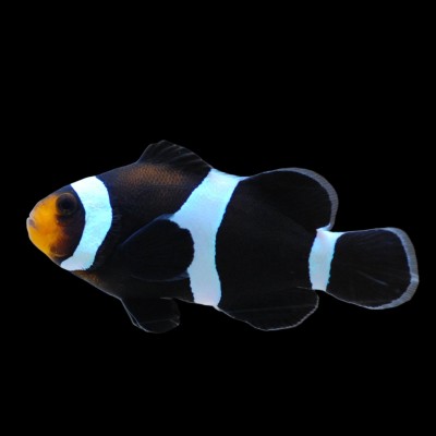 Black Darwin Ocellaris Clownfish Each