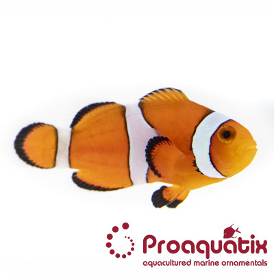 Ocellaris Clownfish Proaquatix (Friday Delivery)