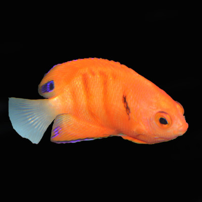 Flame Angelfish