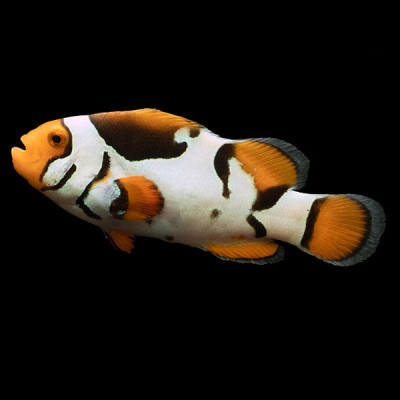 WYSIWYG Bali captive bred Black Helmet Picasso Clownfish 2